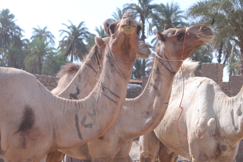 ” جهز الاضحية”..اسعار الجمال اليوم الثلاثاء 4 يونيو 2024 واسعار بعض الاضاحي الاخرى في الاسواق ومنافذ البيع