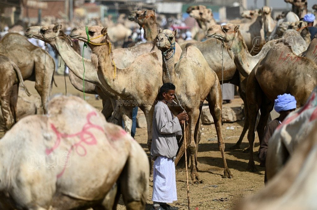 العيد قرب.. اسعار العجول والجمال اليوم الأحد 2 يونيو 2024