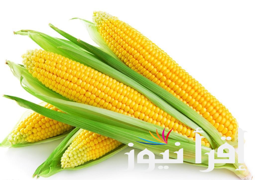 سعر طن الذرة الصفراء اليوم الثلاثاء 20 اغسطس 2024 في الاسواق المحلية