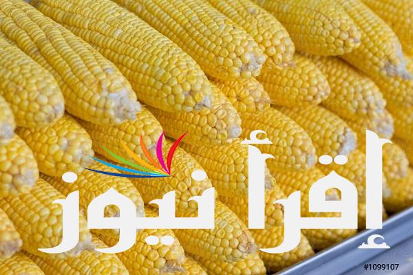سعر طن الذرة الصفراء اليوم السبت 17 أغسطس 2024 في الأسواق