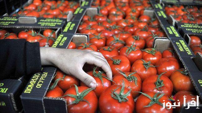 tomatoes افندي .. سعر الطماطم اليوم الثلاثاء 24 سبتمبر 2024 بعد الارتفاع الكبير داخل الاسواق المحلية للمستهلك