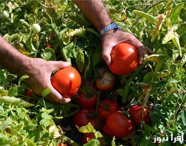 ارتفاع اسعار الطماطم اليوم الأحد 22/9/2024 في جميع الأسواق التجارية بمصر