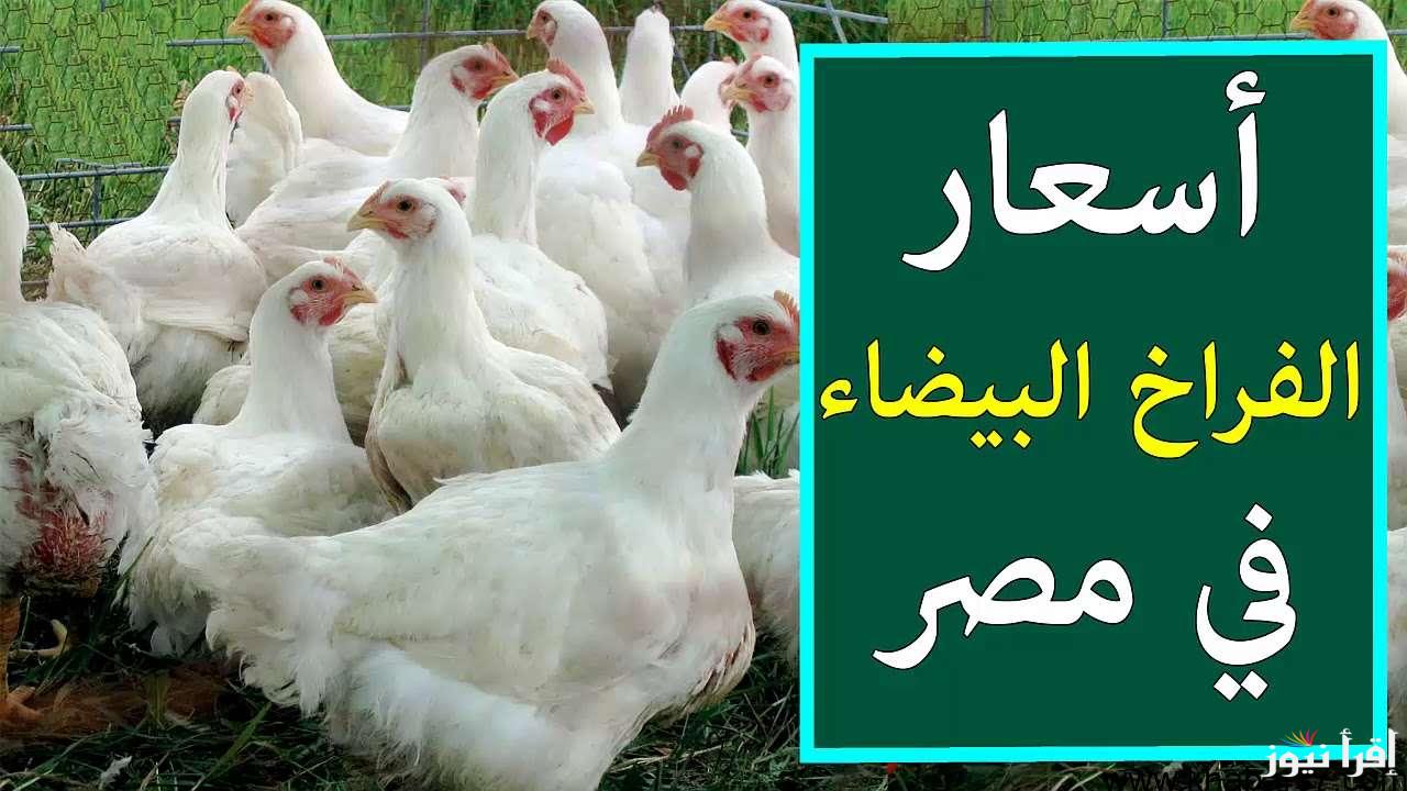 بورصة الدواجن اليوم الفراخ البيضاء | أسعار الدواجن اليوم الاربعاء 18/9/2024 في البورصة والاسواق