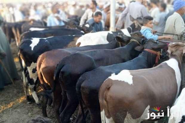 إستقرار في سعر كيلو اللحم البقري قائم اليوم الأحد الموافق 22 سبتمبر 2024 في أسواق الماشيه
