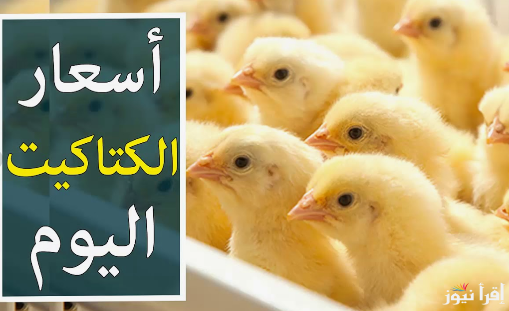 “الوطنية و الوادي”.. سعر الكتكوت الابيض اليوم الاربعاء 25 سبتمبر 2024 في مُختلف الشركات للمُستهلك في مصر