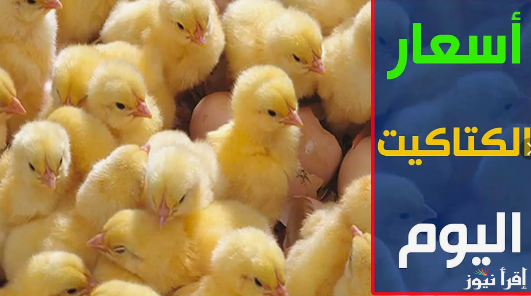 “الوادي، الفيروز”.. سعر الكتكوت الأبيض اليوم الخميس 26 سبتمبر 2024 في مُختلف الشركات