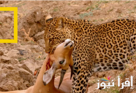 “National Geographic”.. تردد قناة ناشيونال جيوغرافيك نايل سات 2024 بجودة عالية