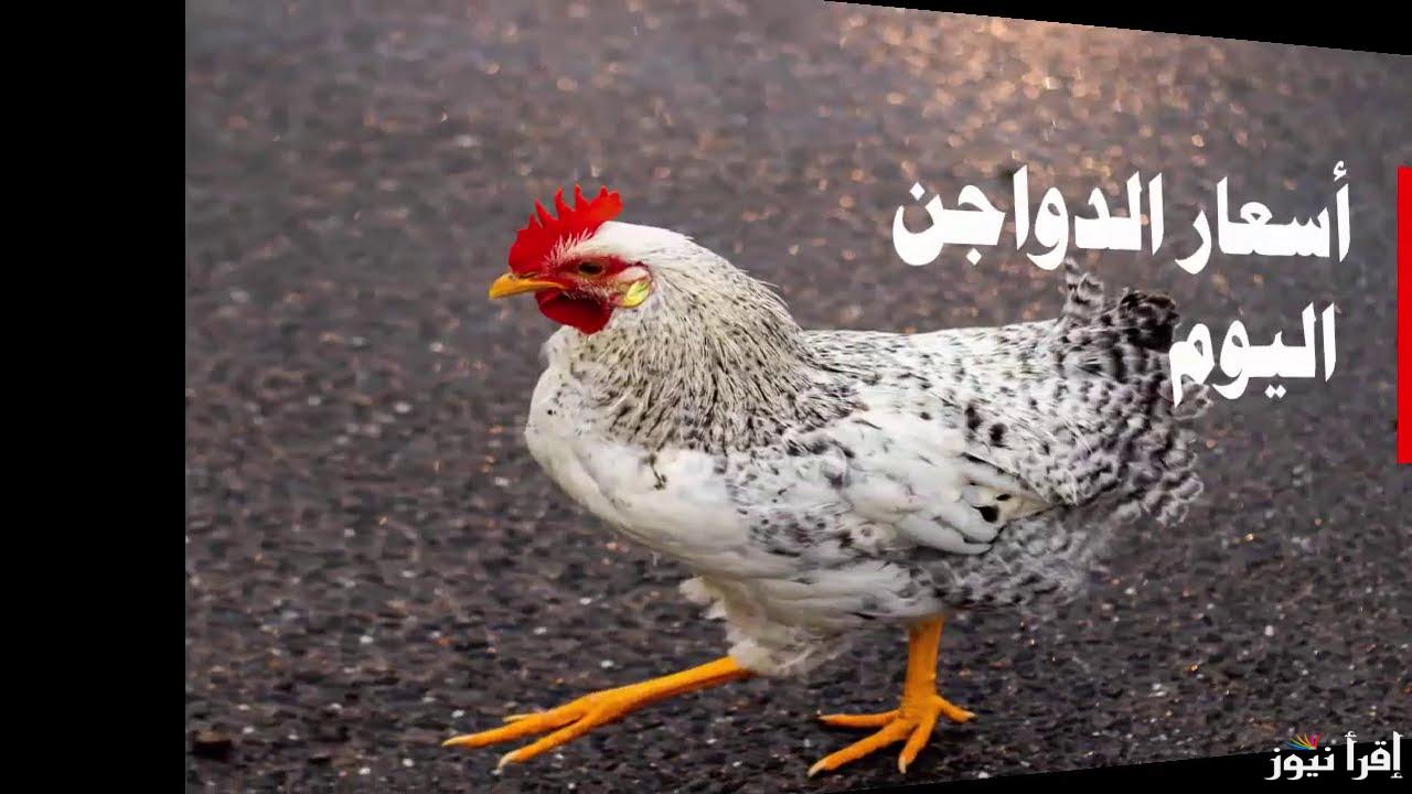 كيلو الفراخ بكام بكام؟ .. بورصة الدواجن اليوم الفراخ البيضاء الخميس الموافق 26 سبتمبر 2024 .. تعرف على أخر سعر تم تسجيله