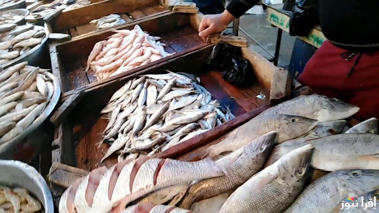 اسعار السمك اليوم االأربعاء 25 سبتمبر 2024 في كافة الأسواق التجارية للمستهلك