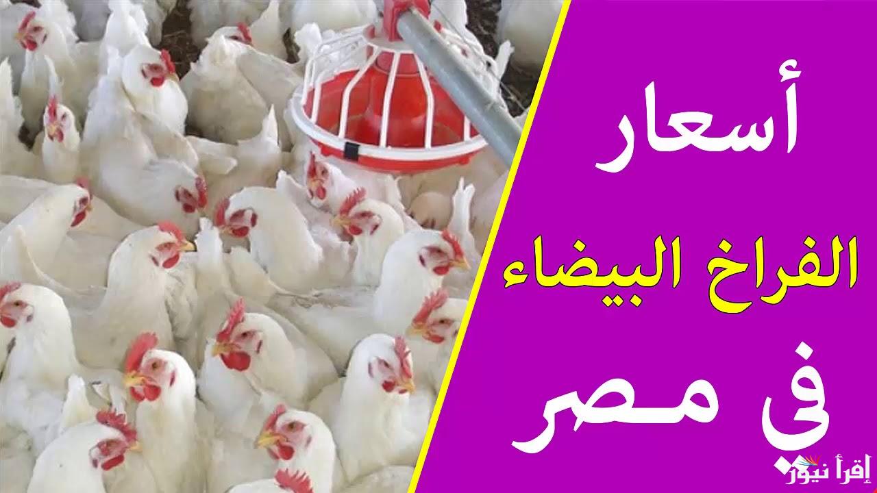 الفراخ هتروح فين تاني!! .. بورصة الدواجن اليوم الفراخ البيضاء الثلاثاء الموافق 24 سبتمبر 2024 لكافة التجار