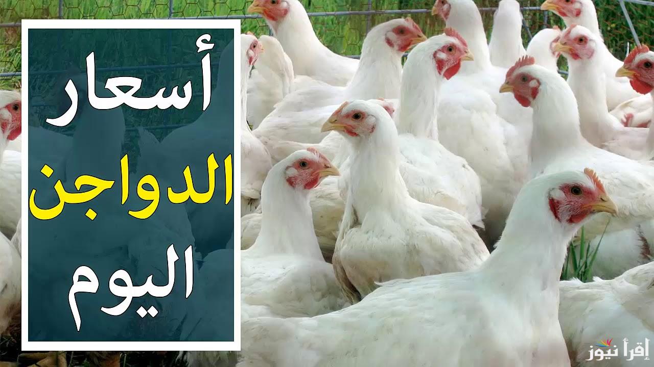 انخفاض جديد بقيمة 3 جنيهات للكيلو .. بورصة الدواجن اليوم الفراخ البيضاء الجمعة 20 سبتمبر 2024 داخل الاسواق والمحلات التجارية