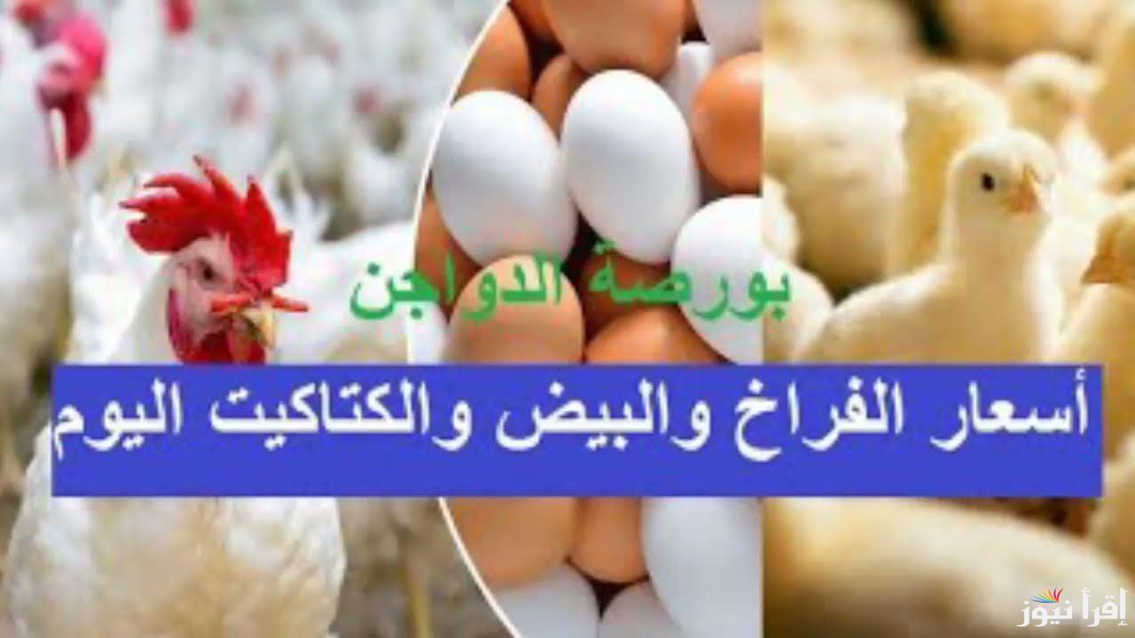 تعرف على اسعار الفراخ اليوم الخميس 19 سبتمبر 2024 وسعر البيض والكتكوت بالأسواق المصرية