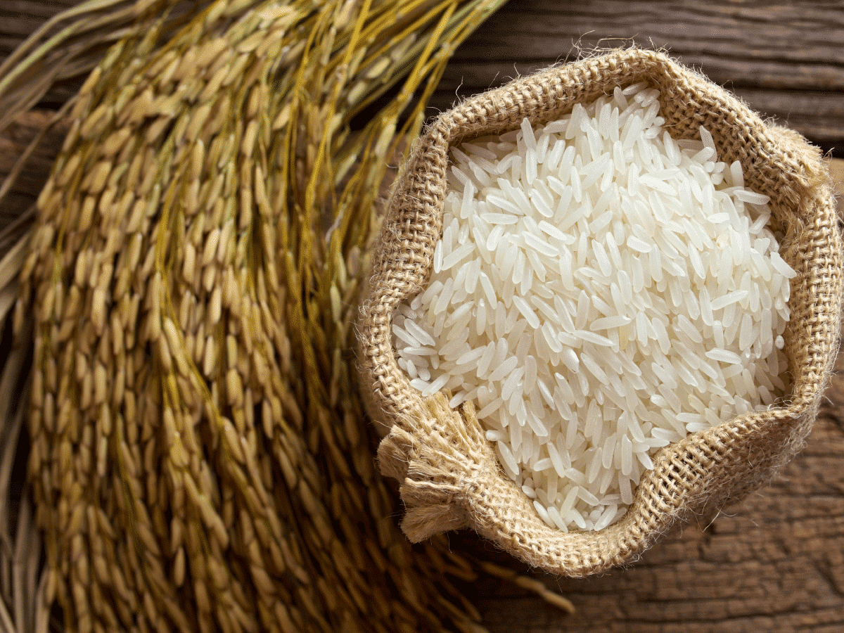 صدمة العريضة والرفيعة..سعر طن الأرز الشعير اليوم الاربعاء الموافق 23 اكتوبر 2024 فى مضارب الارز المصرية
