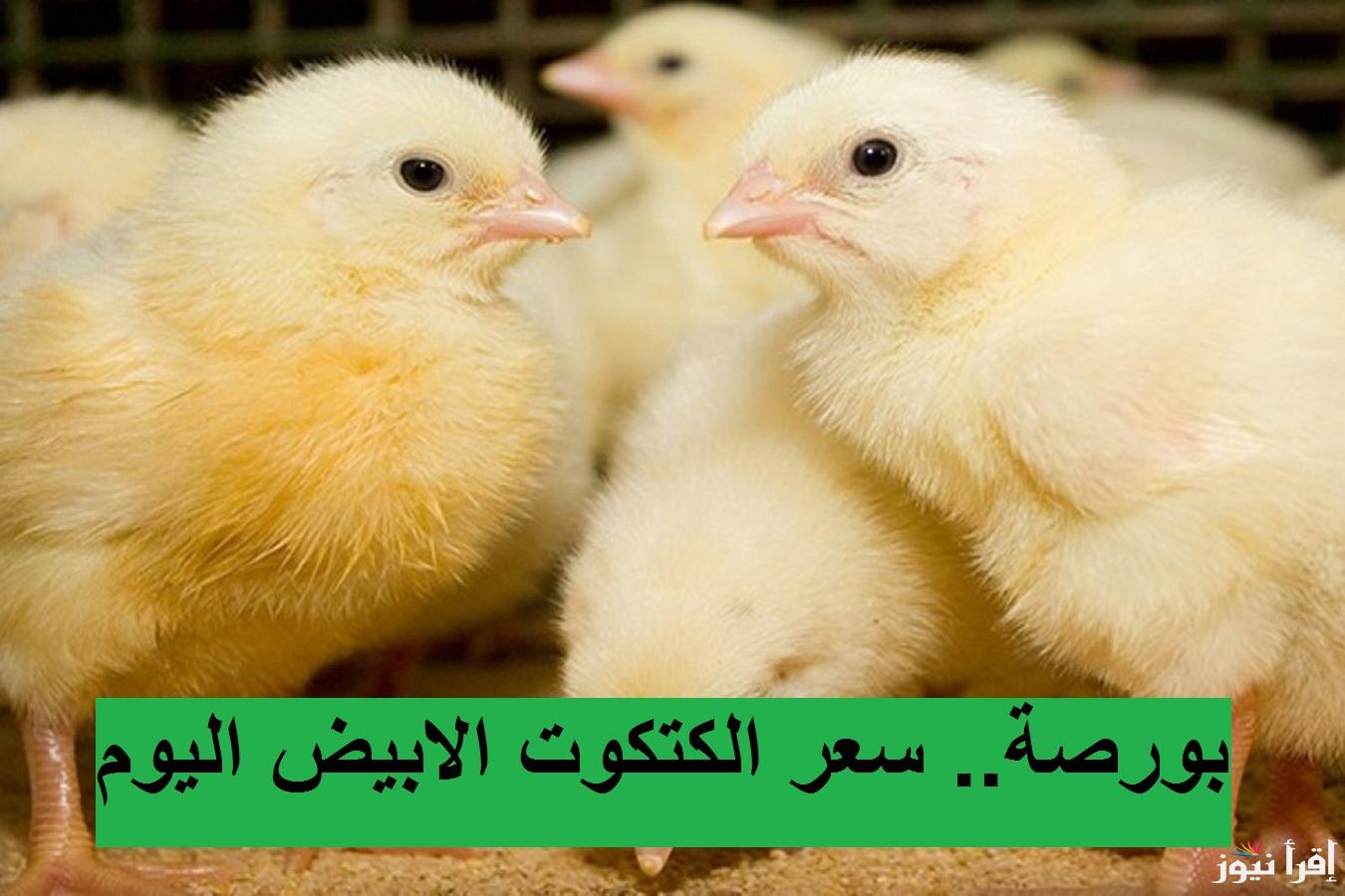 “بأخر تحديث” .. سعر الكتكوت الأبيض اليوم الأربعاء الموافق 23 أكتوبر 2024 في بورصة الدواجن وجميع الشركات