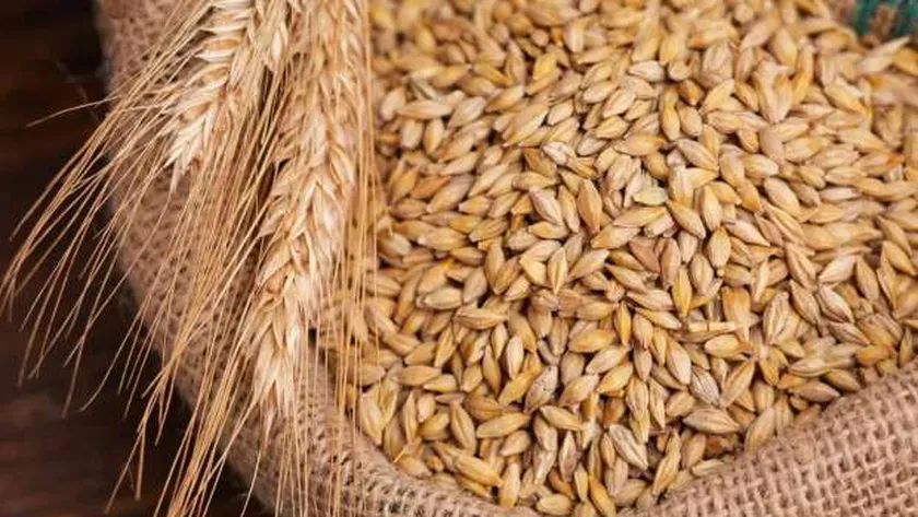 كم سعر طن الأرز الشعير اليوم الخميس الموافق 24 أكتوبر في الأسواق التجارية المصرية وفقا لأخر تحديث