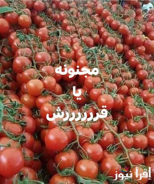 ”اشتري وخزني”.. اسعار الطماطم اليوم الجمعة 24-10-2024 للمُستهلك بسوق العبور | أسعار الخضروات والفاكهة الآن بالاسواق