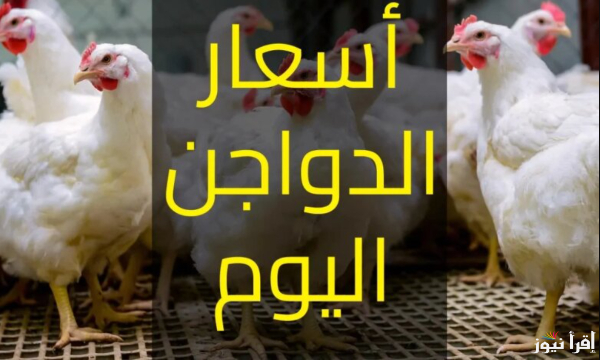 بورصة الدواجن اليوم أسعار الفراخ البيضاء الجمعة 18 أكتوبر 2024 في مصر للمستهلكين