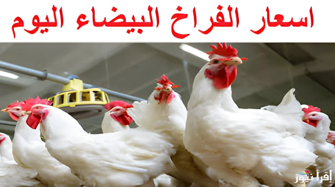اسعار الفراخ اليوم الخميس 24 أكتوبر 2024 في بورصة الدواجن والأسواق التجارية