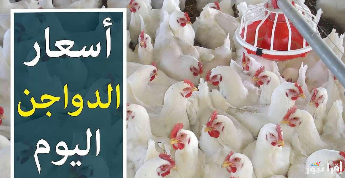 تعرف علي أسعار بورصة الدواجن اسعار الفراخ اليوم الخميس الموافق 24/10/2024 للمستهلكين بالاسواق والمزارع