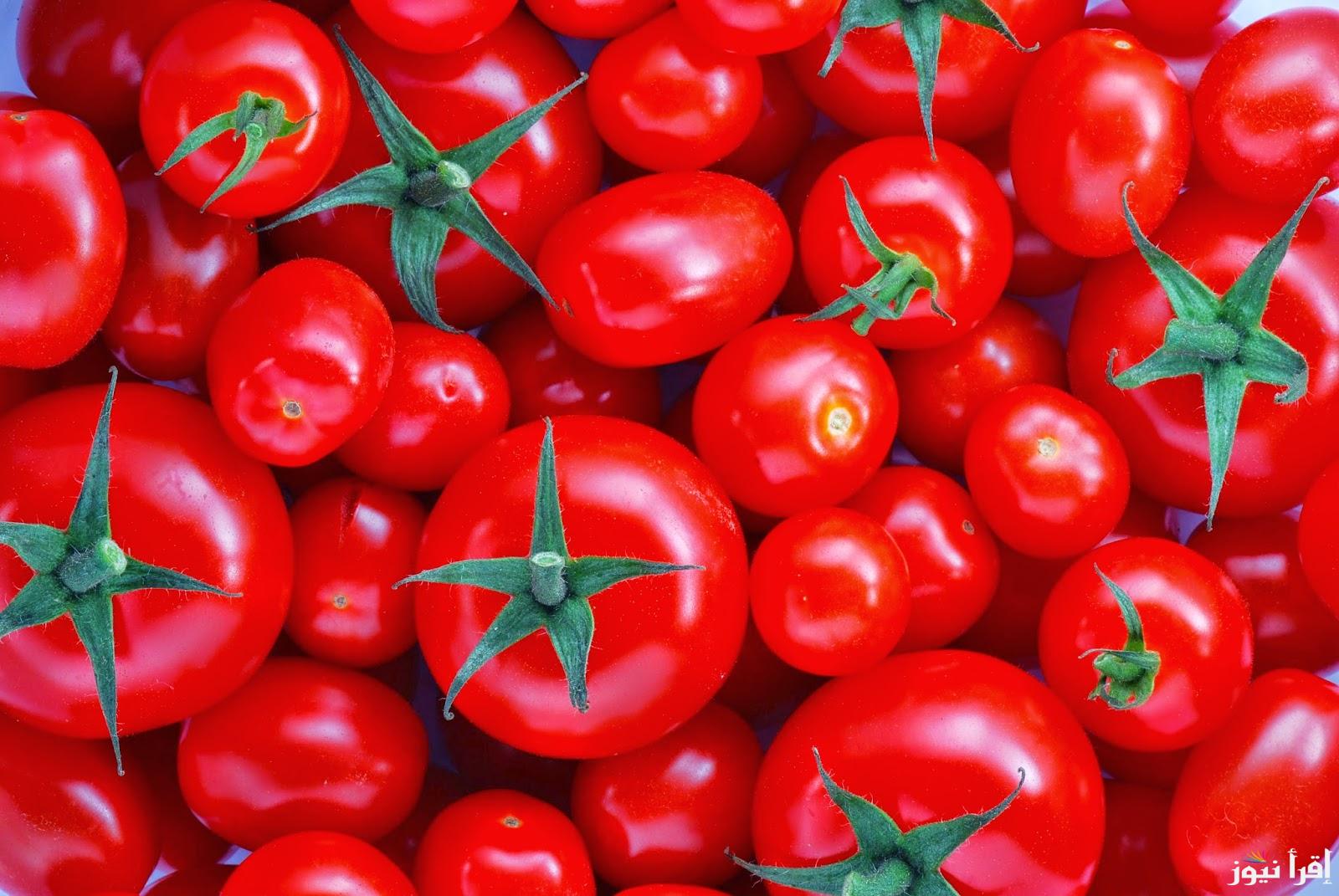 NEW tomatoes..سعر كيلو الطماطم اليوم الخميس الموافق 24 اكتوبر 2024 فى محلات الخضرى والفاكهة