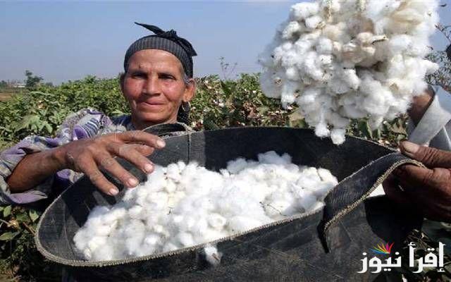 سعر طويل التيلة فى قبلى وبحرى.. سعر قنطار القطن اليوم الاثنين الموافق 21 اكتوبر 2024 فى المحالك المصرية