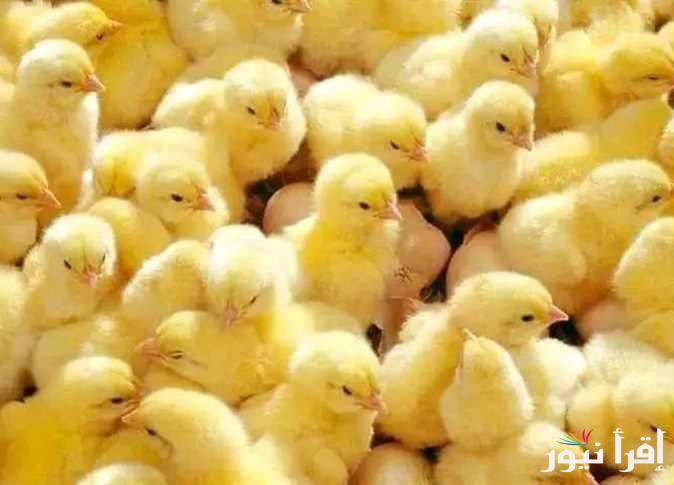 “روزي وهجين” سعر الكتكوت الأبيض اليوم الاحد الموافق 2024/10/20 للمستهلك في المحال التجارية