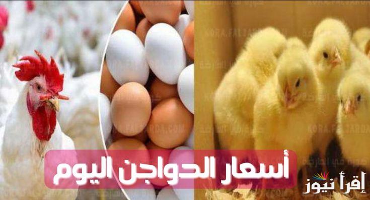 ” تراجع 3 جنيه للكيلو”.. بورصة الدواجن اليوم أسعار الفراخ البيضاء الاربعاء الموافق 30 اكتوبر 2024 للمستهلكين فى محلات الفراخ