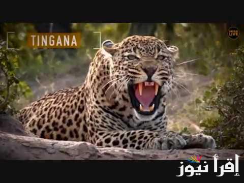 natural world .. تردد ناشيونال جيوغرافيك 2024 على جميع الاقمار الصناعية وكيفية ضبطها مجانا الان ؟