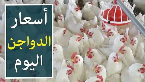 بورصة الدواجن اليوم أسعار الفراخ البيضاء الخميس الموافق 2024/10/17 للمستهلكين في المحال التجارية