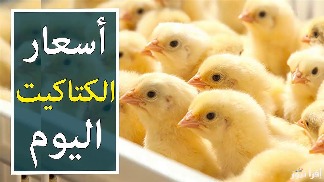 تربية بيتى مش مزارع .. اسعار الكتاكيت اليوم الخميس 10 اكتوبر 2024 داخل بورصة الدواجن والاسواق للمستهلك