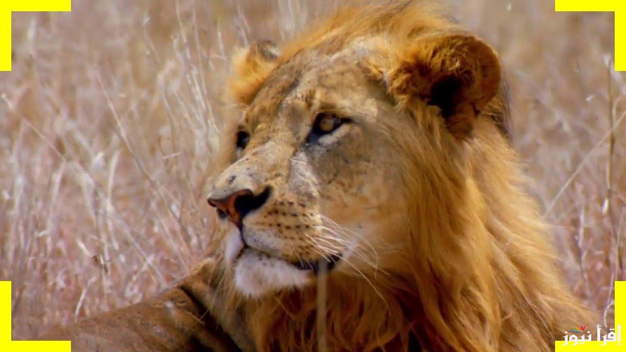 تردد ناشيونال جيوغرافيك “National Geographic” على الاقمار الصناعية عرب سات و نايل سات