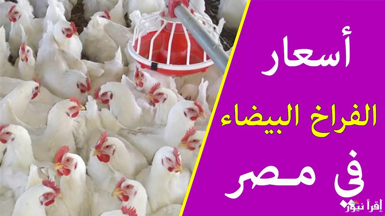 البيض بكام ؟ بورصة الدواجن اليوم أسعار الفراخ البيضاء الخميس 10 اكتوبر 2024 داخل الاسواق والمحلات التجارية للمستهلك