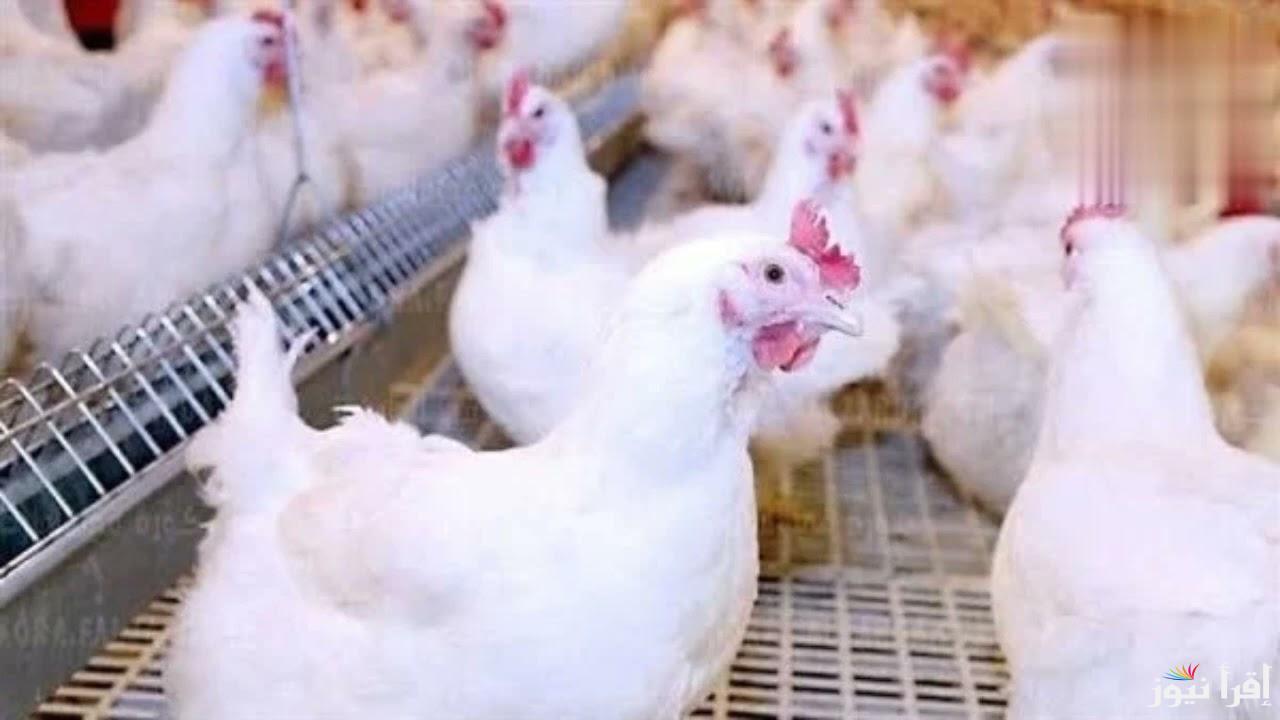 بورصة الدواجن اليوم أسعار الفراخ البيضاء وأسعار الكتاكيت اليوم الأثنين 21 أكتوبر 2024