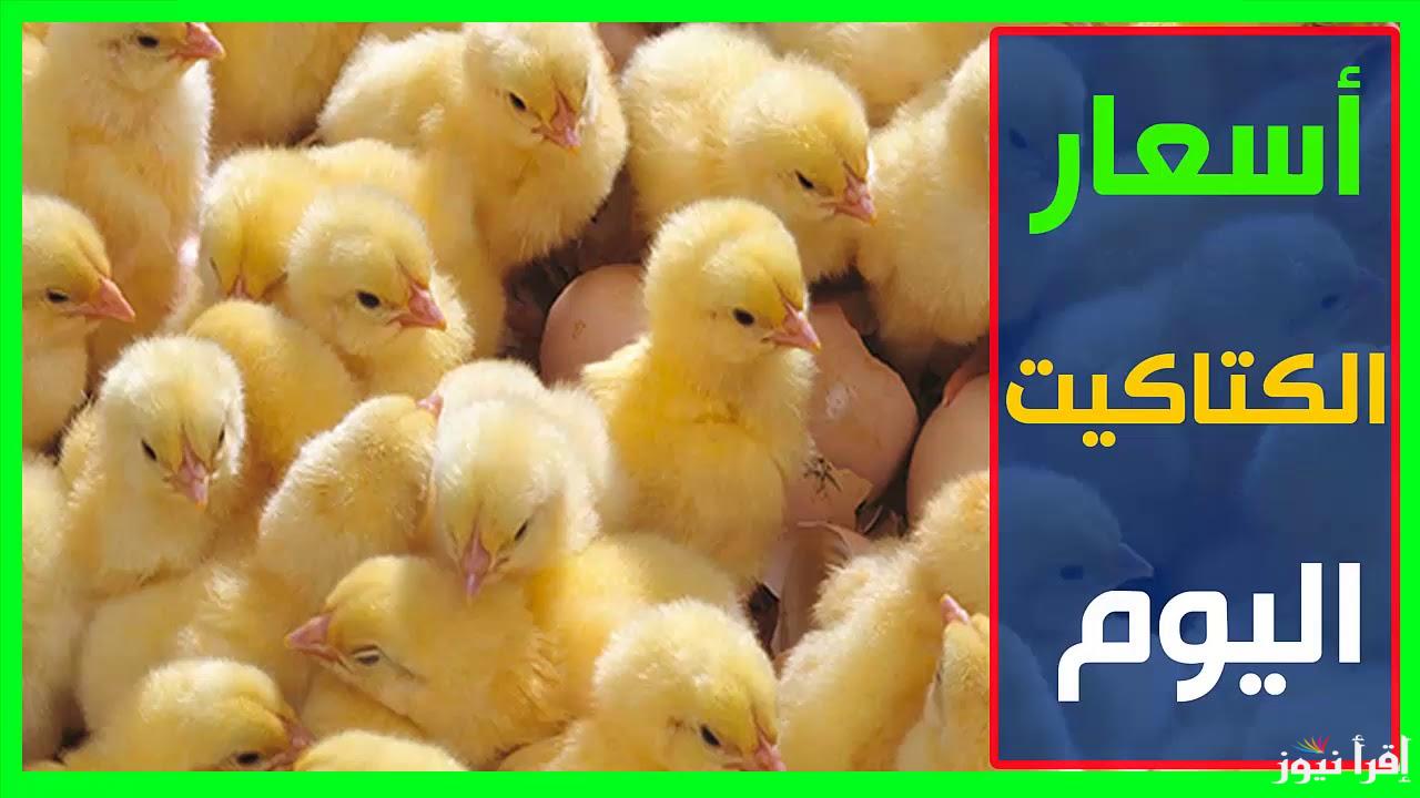 “اشتري وربي” سعر الكتكوت الأبيض اليوم عمر يوم الاثنين 21 أكتوبر 2024 في بورصة الدواجن .. سعر الكتكوت الأبيض بكام النهارده؟