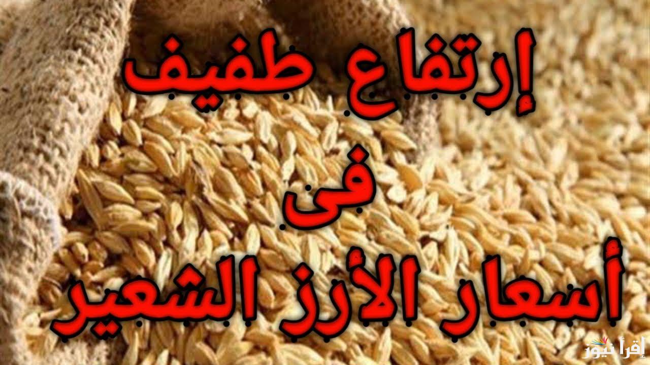 (الارز المصرى نمرة 1) سعر طن الارز الشعير اليوم الاحد 20 اكتوبر 2024 داخل الاسواق واسعار السلع الاساسية فى مصر
