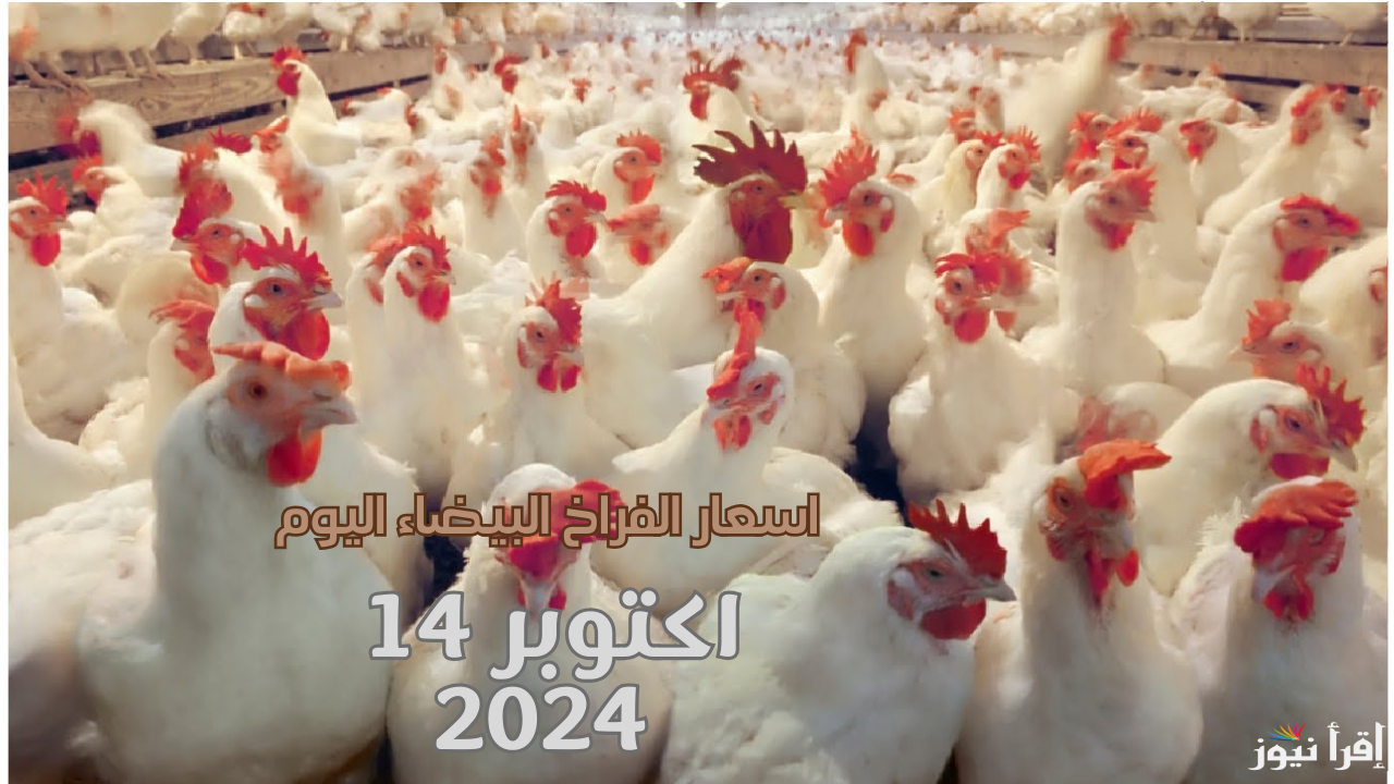 رخصت وهتطبخها النهاردة مشوية اسعار الفراخ البيضاء اليوم 14 أكتوبر 2024