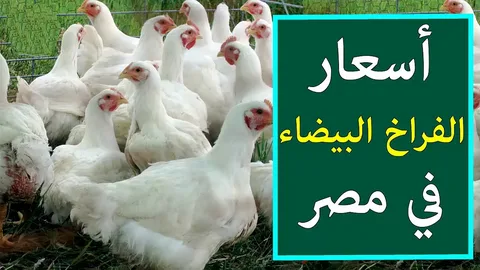 بورصة الدواجن اليوم أسعار الفراخ البيضاء الجمعة الموافق 18 أكتوبر 2024 للمستهلكين .. سعر كرتونة البيض اليوم