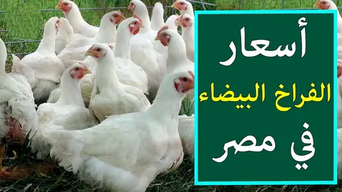 “الحقي اشتري” بورصة الدواجن اليوم أسعار الفراخ البيضاء الجمعة 25-10-2024 والسعر للمستهلك بالمنافذ التجارية