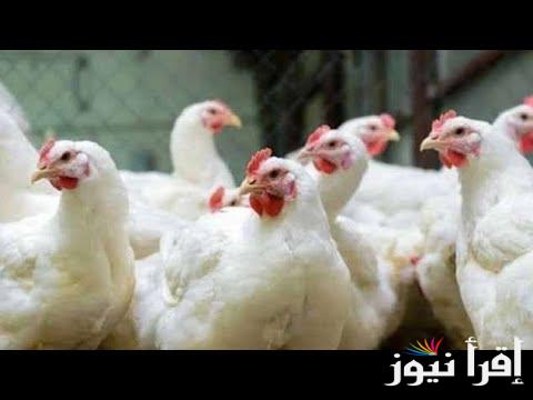 تراجع أسعار بورصة الدواجن اليوم الفراخ والكتاكيت البيضاء الأحد 3 نوفمبر 2024 للتجار في مصر