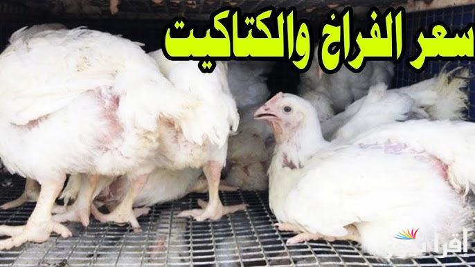 البيضة وصت لكام .. أسعار بورصة الدواجن اليوم سعر الفراخ والكتاكيت والبيض الخميس 28 نوفمبر 2024 في مصر