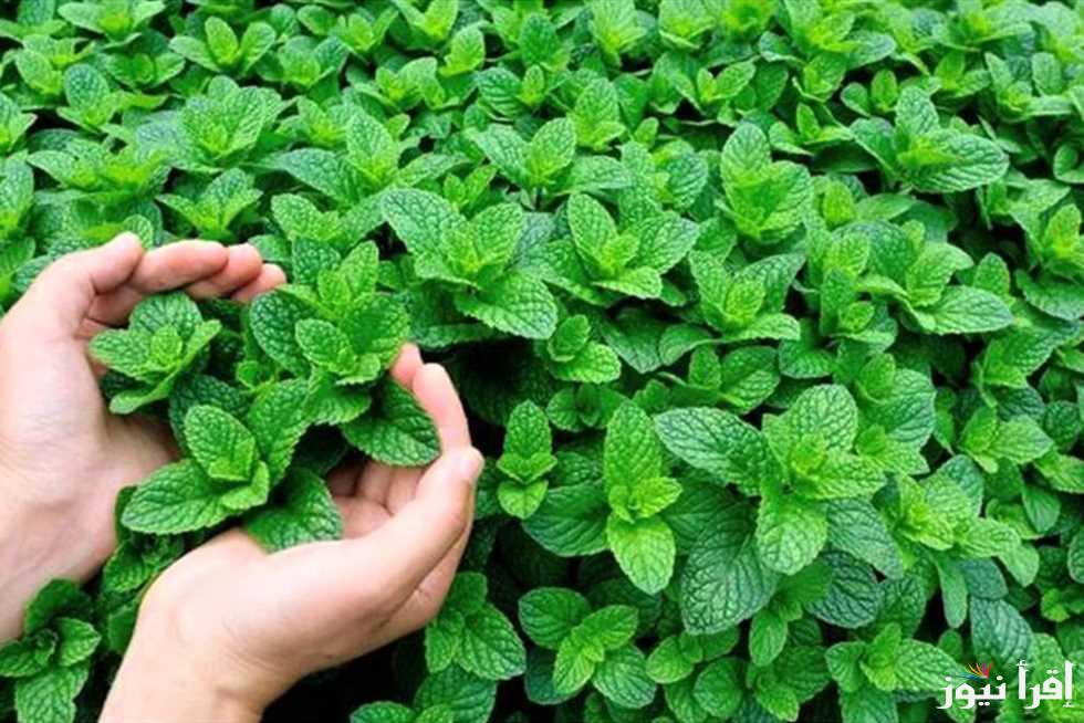 بـ 5 خطوات فقط .. تعرف على كيفية زراعة النعناع في المنزل بأبسط وأنجح طريقة