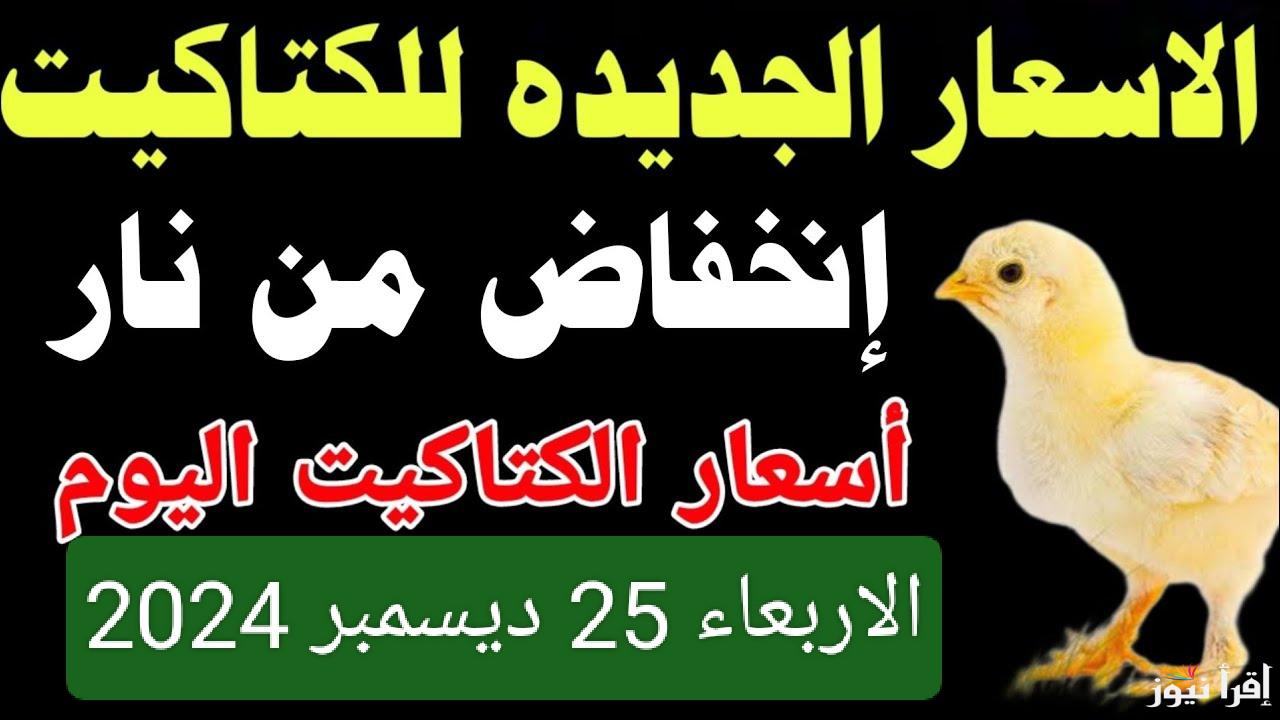 لو بتفكر تربي كتاكيت.. سعر الكتكوت الابيض اليوم الأربعاء 25 ديسمبر 2024