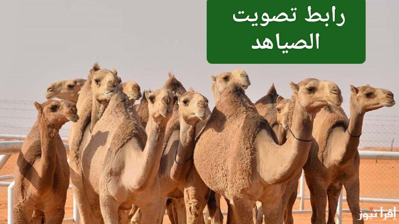 دور الحسم.. رابط تصويت الصياهد 2024 دور 16 قبل النهائي في السعودية