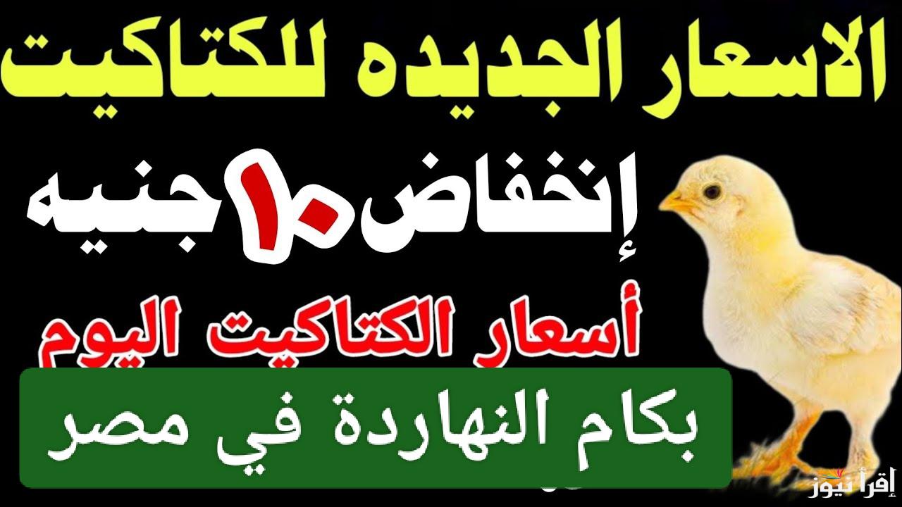 قبل رمضان.. سعر الكتكوت الابيض اليوم فى مصر واسعار الفراخ والبيض الآن