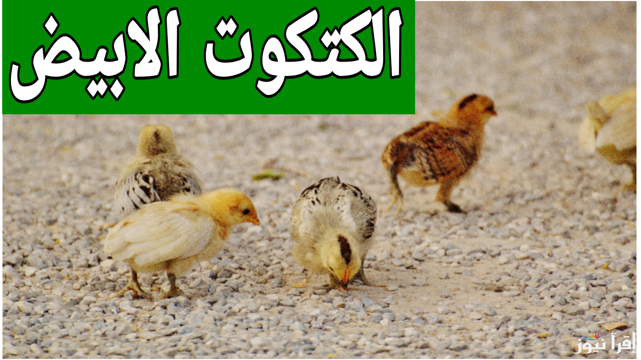 أسعار ماكنتش تتخيلها.. سعر الكتكوت الابيض اليوم الخميس 12 ديسمبر لعام 2024