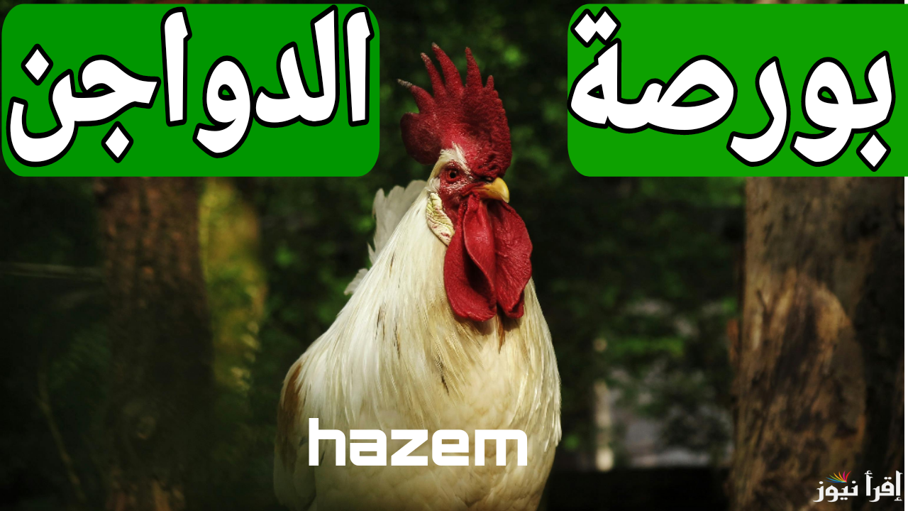 بكام الفراخ البلدى.. بورصة الدواجن اليوم أسعار الفراخ البيضاء في الأسواق المصرية