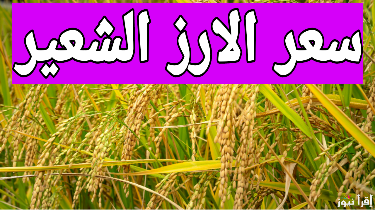 أسعار الأرز الان.. تعرف على سعر طن الارز الشعير اليوم الثلاثاء 17 ديسمبر 2024 في الأسواق المحلية