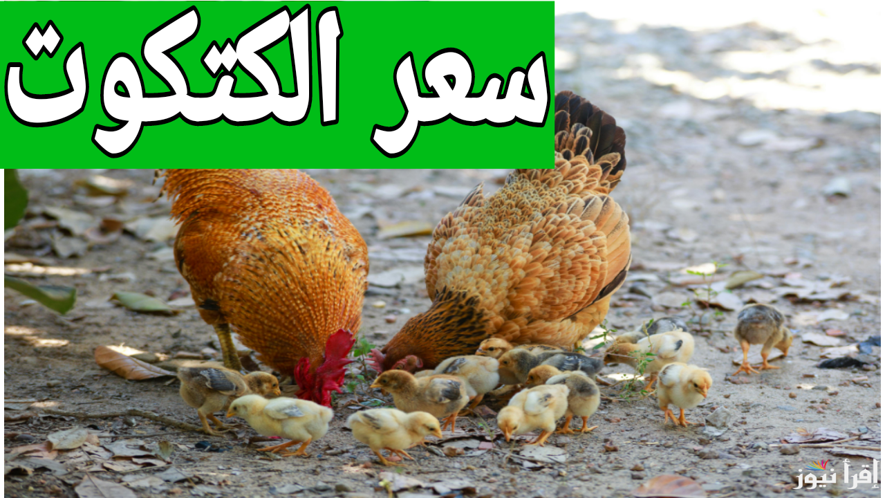 اسعار الكتاكيت.. قبل ما تشتري اعرف سعر الكتكوت الابيض اليوم الثلاثاء 17 ديسمبر 2024