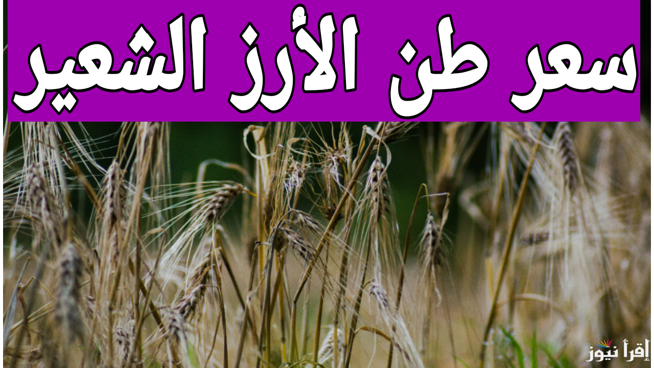 عريض الحبة بكام.. تعرف على سعر الأرز الشعير اليوم في مصر 2024