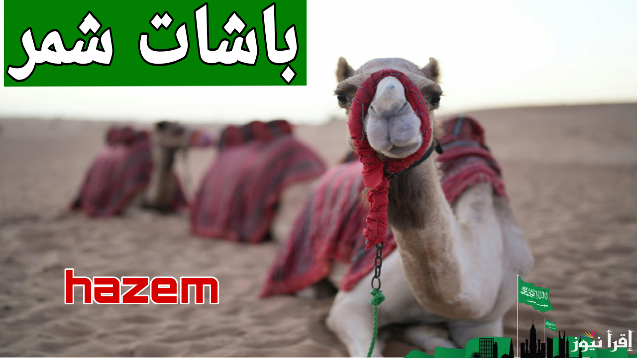 شامخات الشقح.. رابط تصويت الصياهد باشات شمر 2025 عبر منصة راعي النظر